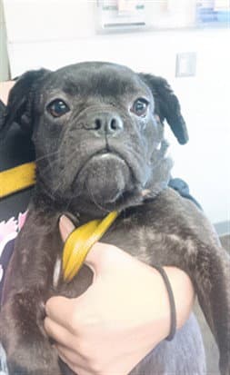 Jupiter - Pug