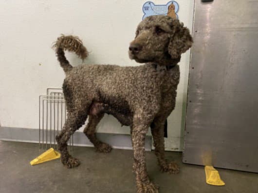 Jennifer - Poodle (Standard)