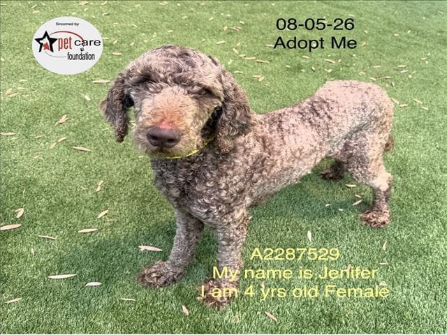 Jennifer - Poodle (Standard)
