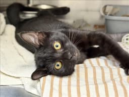 Pippa image 1