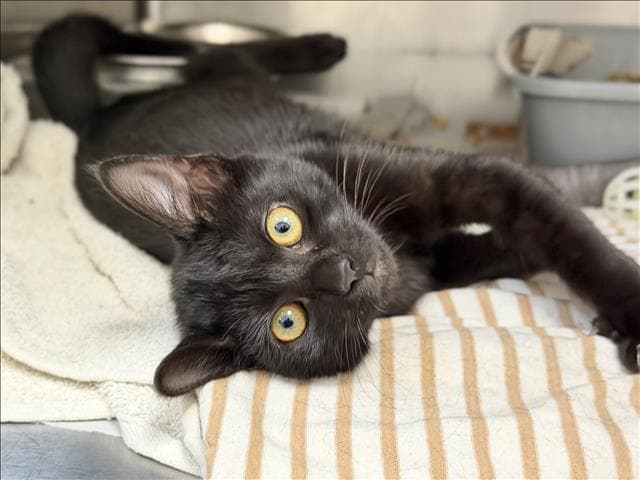 Pippa - Domestic Short Hair