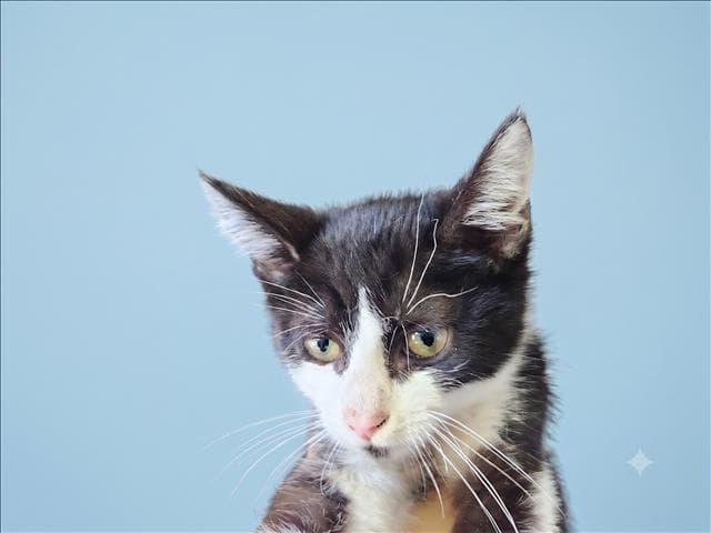Thor - Domestic Short Hair