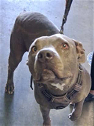 Bella - Pit Bull Terrier