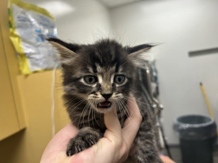 Sailor - Domestic Short Hair