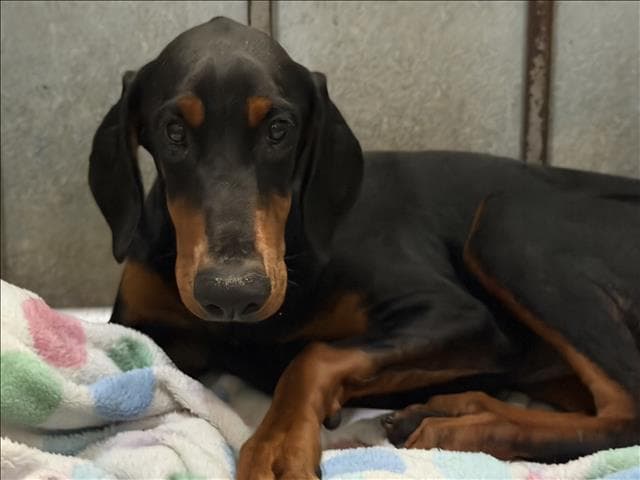 Dolly - Doberman Pinscher