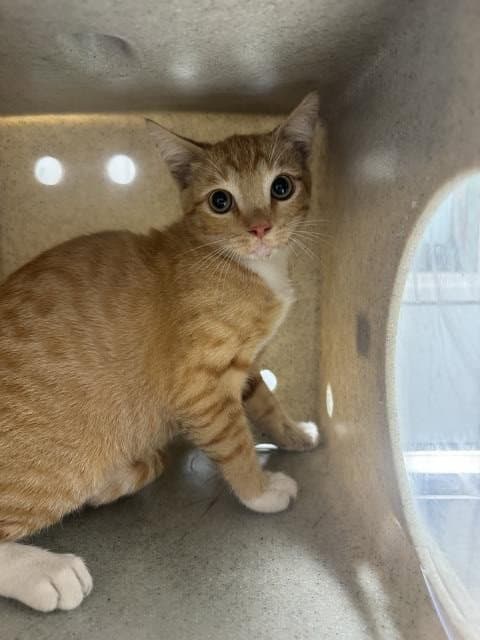 Unknown - Domestic Short Hair