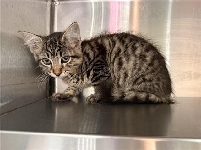 Taylor - Domestic Short Hair