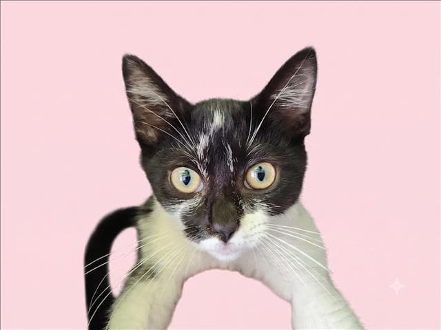 Avery - Domestic Short Hair