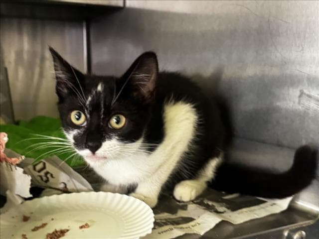 Avery - Domestic Short Hair