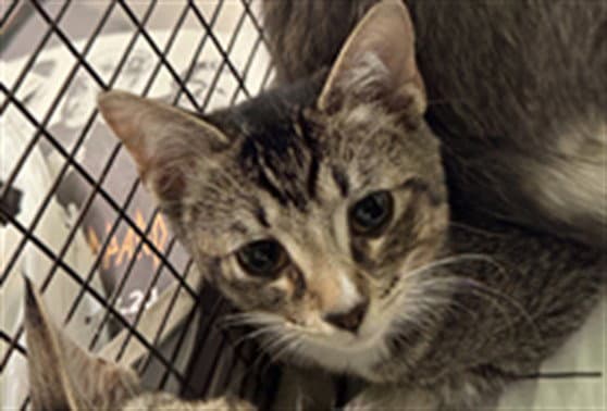 Riley - Domestic Short Hair