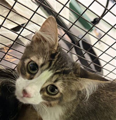 Sydney - Domestic Short Hair