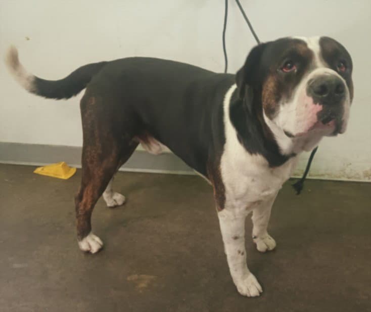 Ranger - Pit Bull Terrier