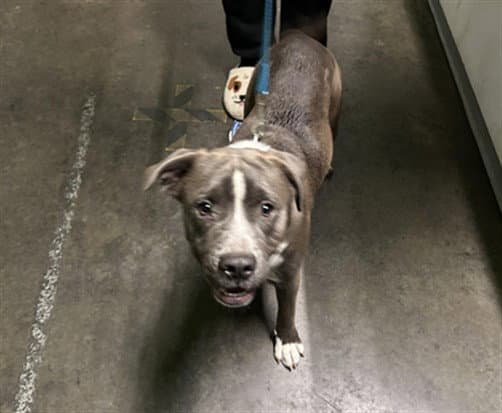 Peta - Pit Bull Terrier