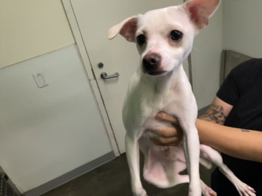 Carlitos - Chihuahua