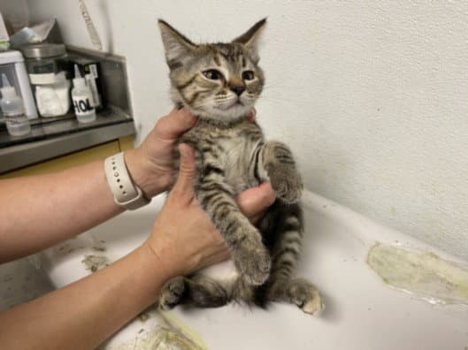 Dream - Domestic Short Hair