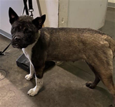 Fiona - Akita