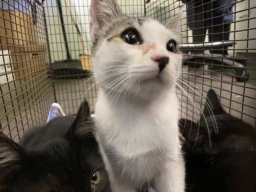 Tuna - Domestic Short Hair