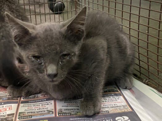 Kindred - Domestic Short Hair