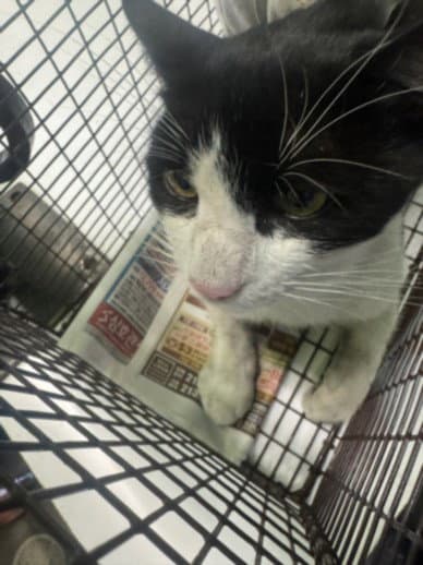 Jill - Domestic Short Hair