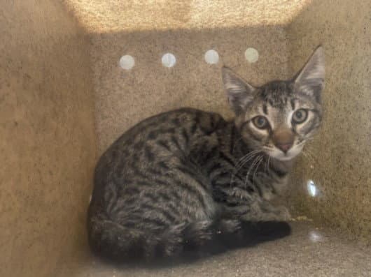 Jacob - Domestic Short Hair
