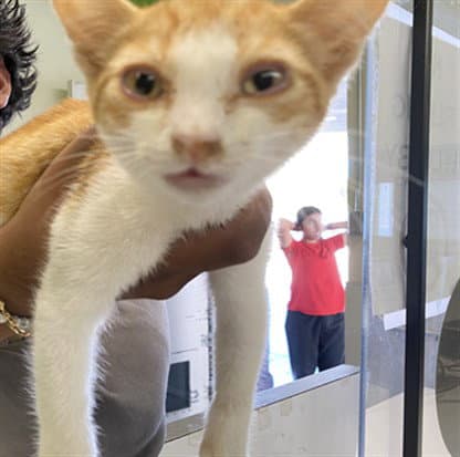 Teggy - Domestic Short Hair