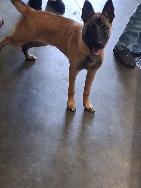 Jayne - Belgian Shepherd Malinois