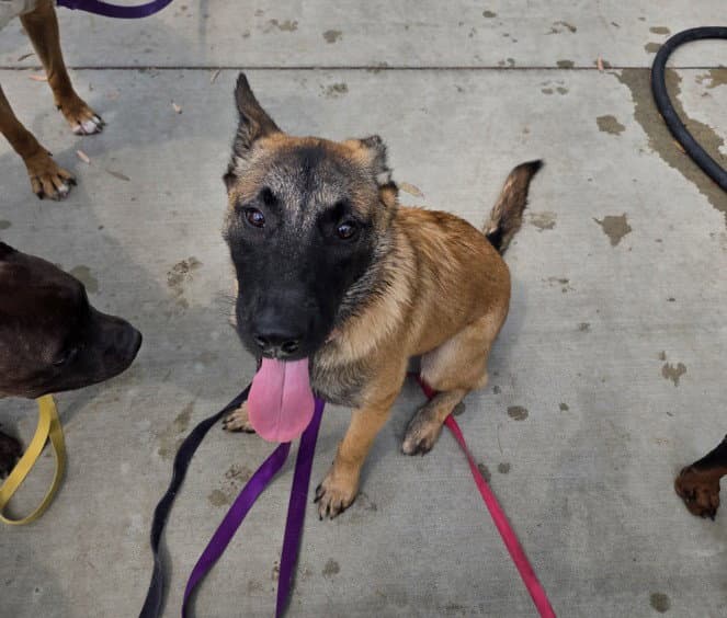 Jayne - Belgian Shepherd Malinois