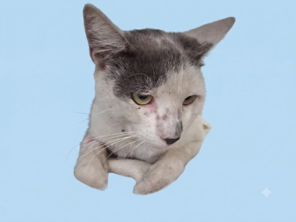 Gideon - Domestic Short Hair