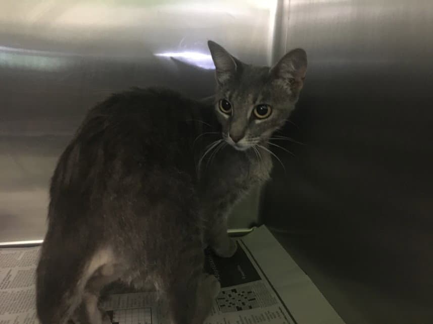 Magdalena - Domestic Short Hair
