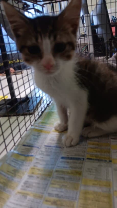 Lottie - Domestic Short Hair