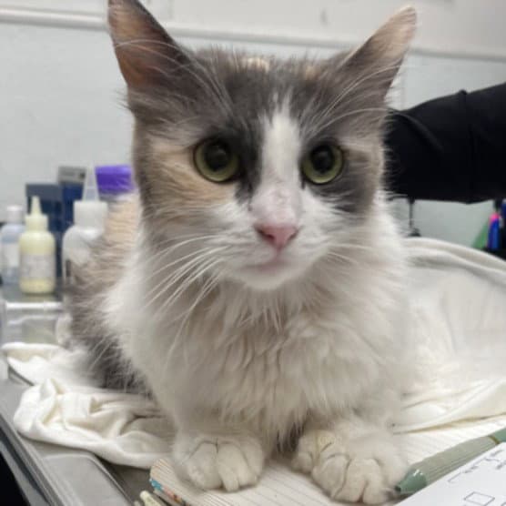 Carmelita - Domestic Medium Hair