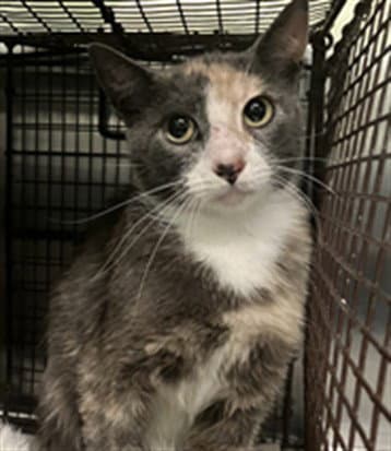 Unknown - Domestic Short Hair