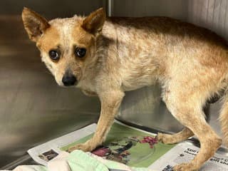 Arnold - Australian Cattle Dog/Blue Heeler
