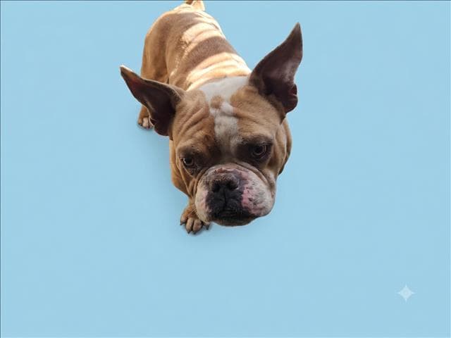 Nas - English Bulldog