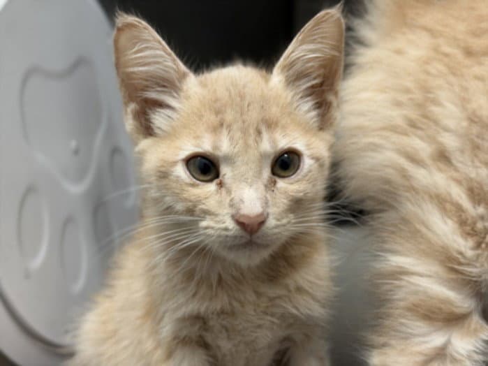 Jackie - Domestic Short Hair