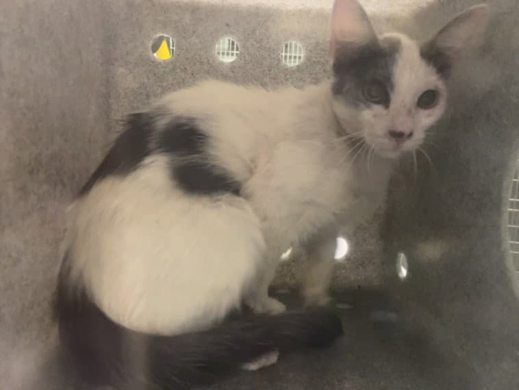 Herman - Domestic Short Hair