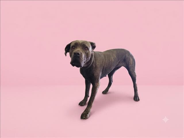 Mazi - Cane Corso Mastiff