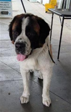 Oso - Saint Bernard