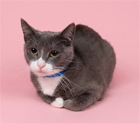 Sweetie - Domestic Short Hair