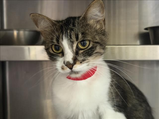 Unknown - Domestic Short Hair
