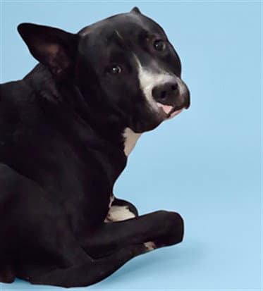 Lucky - American Staffordshire Terrier