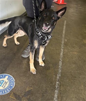 Tony - German Shepherd Dog
