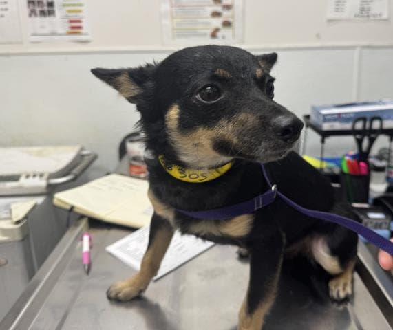 Wilfred - Chihuahua
