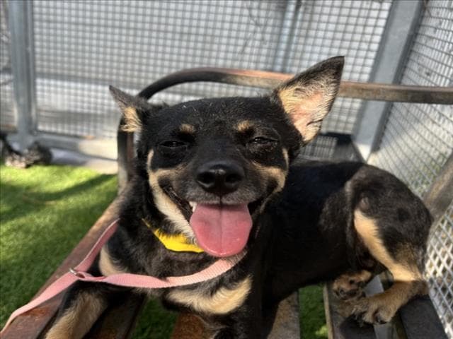 Wilfred - Chihuahua