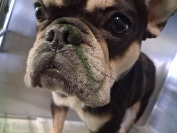 Chowmain - French Bulldog