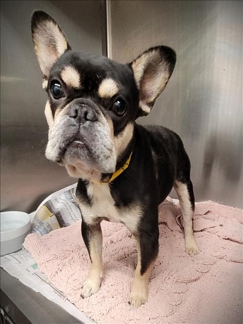 Chowmain - French Bulldog