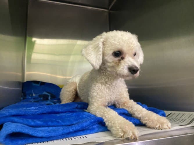 Corazon - Poodle (Miniature)