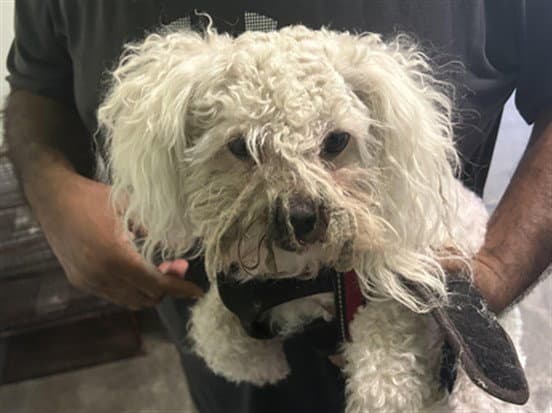 Cloudy - Poodle (Miniature)