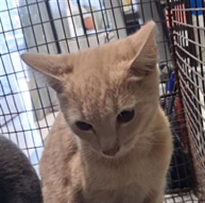 Unknown - Domestic Short Hair