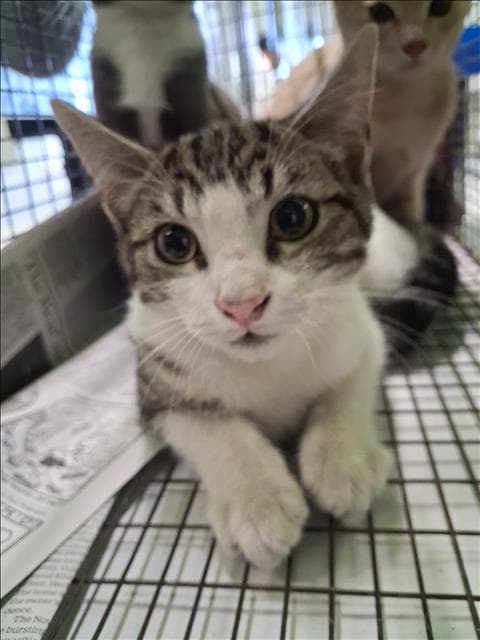 Unknown - Domestic Short Hair